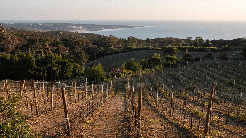 Colares vineyards near the coast