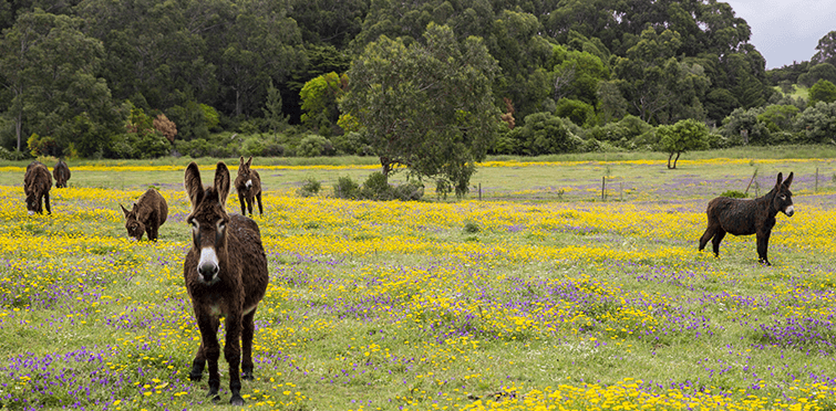 Quinta do Pisão nature trails and farm